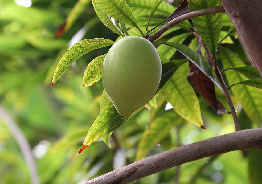 北方“四位一體”生態(tài)農(nóng)業(yè)模式 