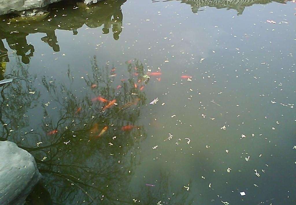 池塘混養(yǎng)模式及配套生態(tài)農(nóng)業(yè)模式